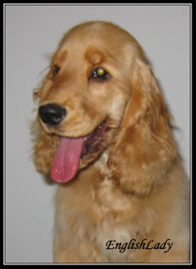 Bella Ballerina of English Lady